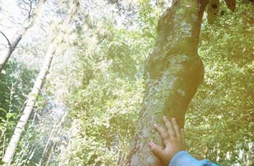 Meu pé de laranja-nêspera